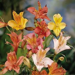 Alstroemeria, Peruvian Lily